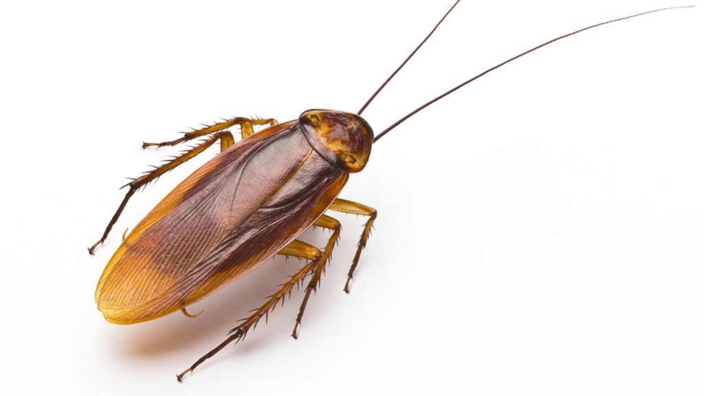 _86464630_cockroach-on-white-976-thin