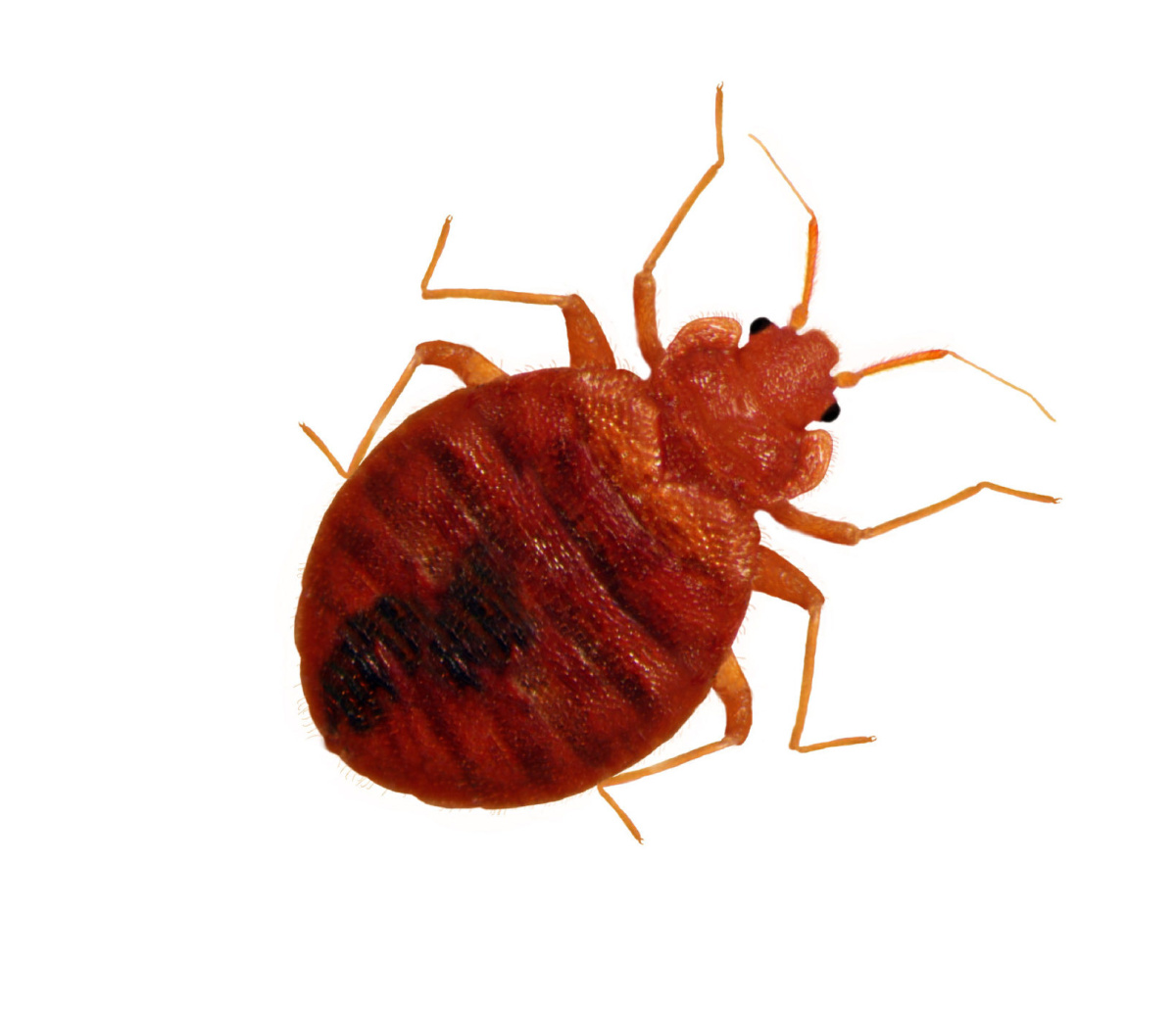 Credit line (HTML Code):



© MorganOliver | Dreamstime.com

 © MorganOliver | Dreamstime.com



Title:



Live Macro Adult Bedbug



Description:



Macro view of an adult bedbug isolated on a white background



Photo taken on: November 04th, 2010