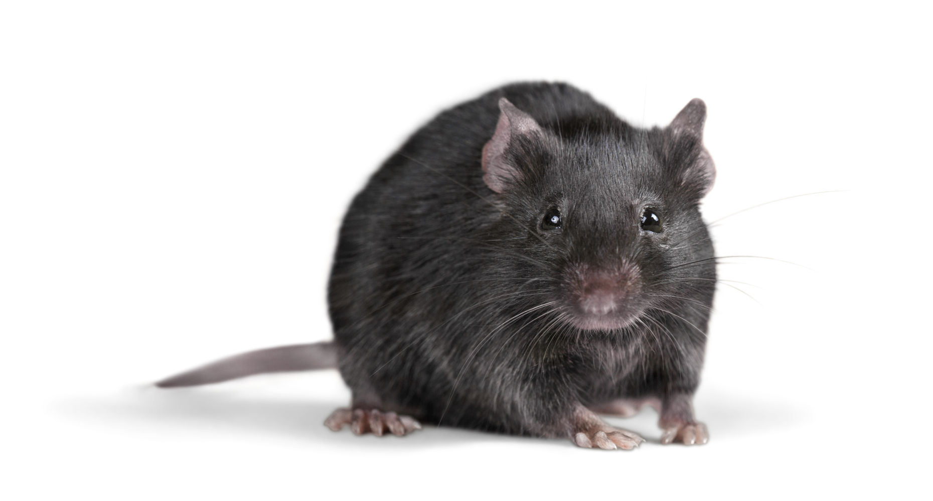 rat