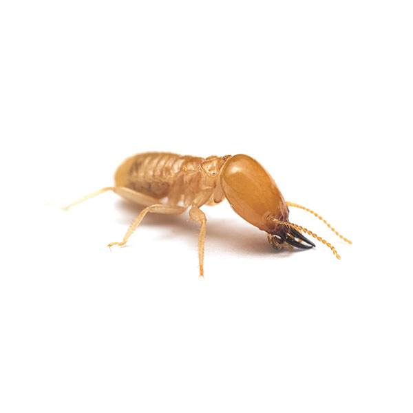 subterranean-termite